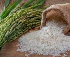 نرخ جدید تبدیل شلتوک به برنج گیلان اعلام شد